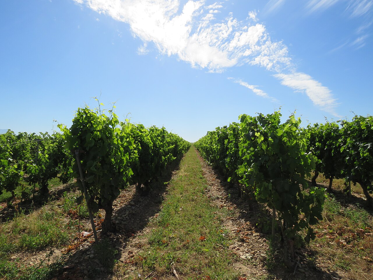 Viñedos en hileras bajo un cielo despejado en La Rioja